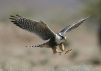 /album/fotogaleria-venta-de-mascotas-exoticas/halcon-2-jpg/